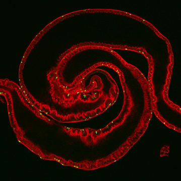 Gut