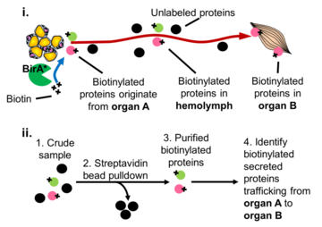 ToolDev_Proteomics