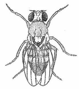 drosophila