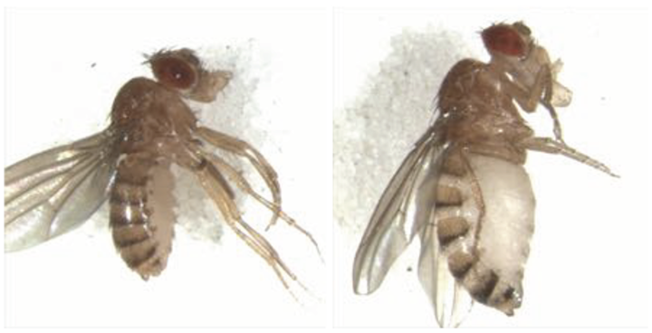 Cachexia in Flies