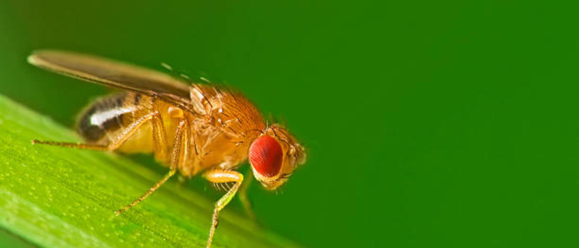 Picture of Drosophila on a green stem